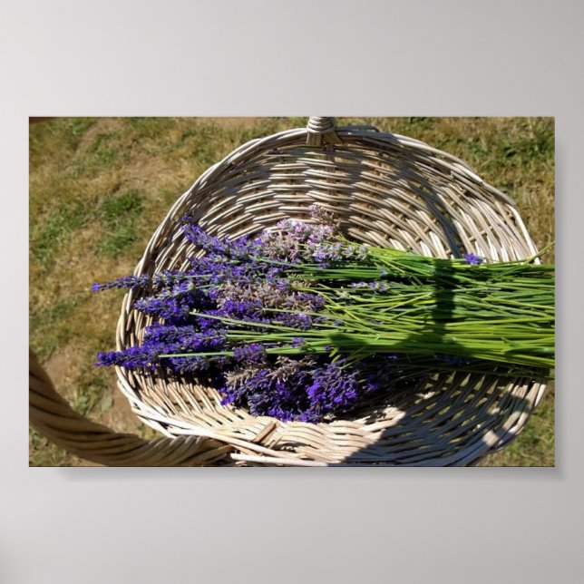 Lavendel in einem Korb Poster (Vorne)