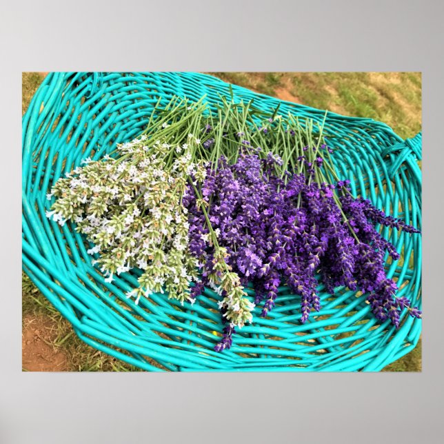 Lavendel in einem Korb Poster (Vorne)