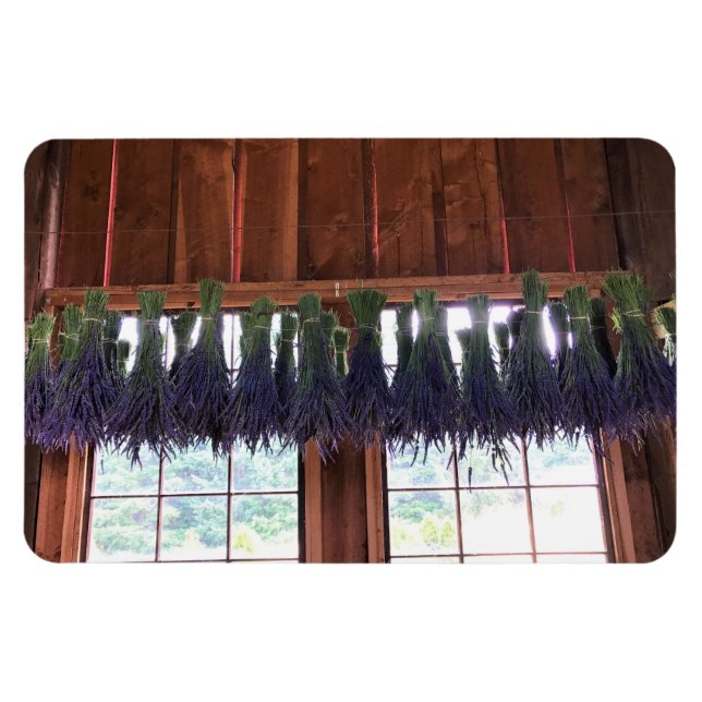 Lavendel in einer Scheune Magnet (Horizontal)