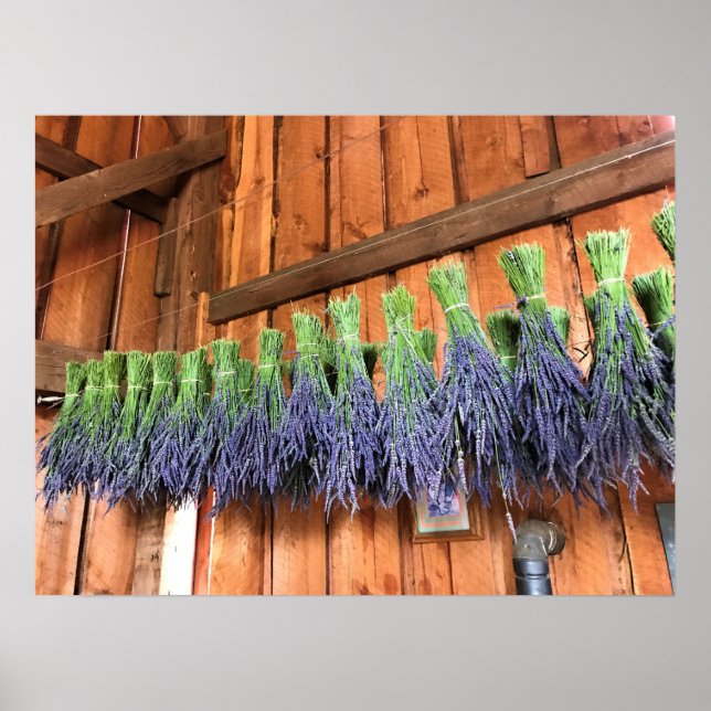 Lavendel in einer Scheune Poster (Vorne)
