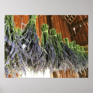 Lavendel in einer Scheune Poster