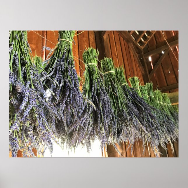 Lavendel in einer Scheune Poster (Vorne)