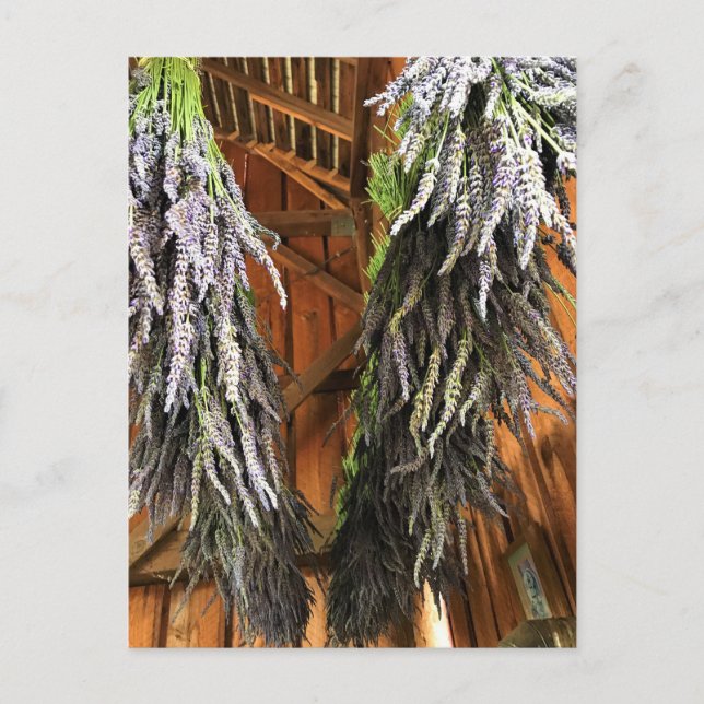 Lavendel in einer Scheune Postkarte (Vorderseite)