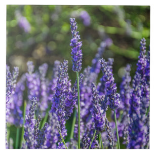 Lavendel-Keramik Fliese