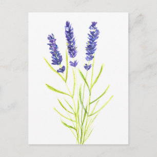 Lavendel Kräuterpflanze Lavender Blume Aquarell Postkarte