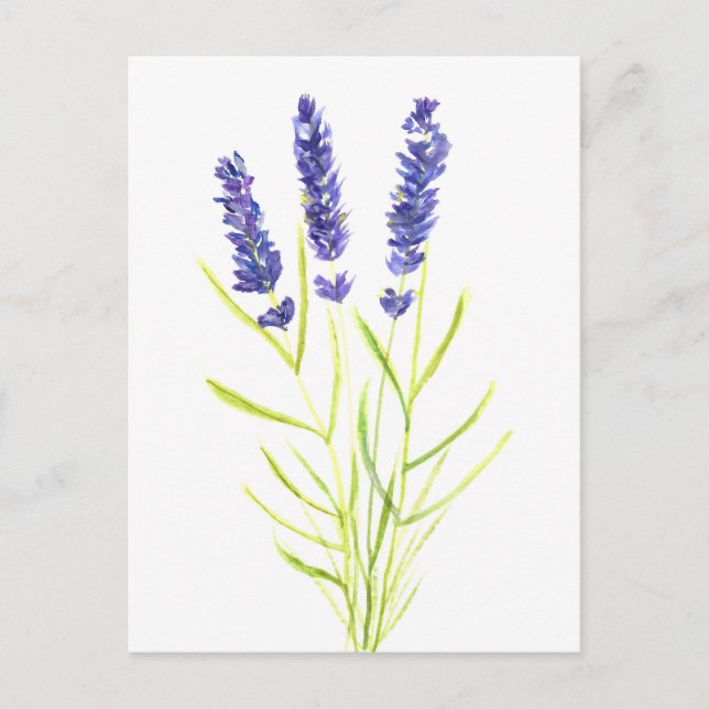Lavendel Kräuterpflanze Lavender Blume Aquarell Postkarte (Vorderseite)