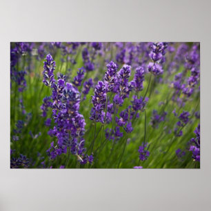 Lavendel Lavendel Poster