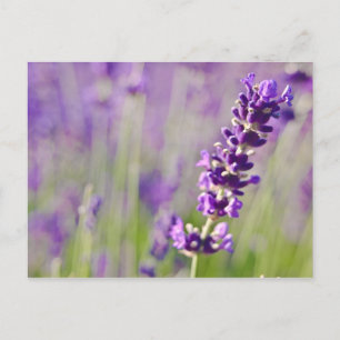 Lavendel Lavendel Postkarte