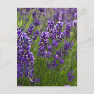 Lavendel | Lavendel Postkarte