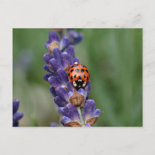 Lavendel-Liebe Postkarte