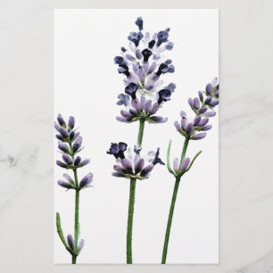 Lavendel Lila Blume Pastell