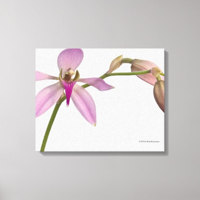 Lavendel Lila Orchid Leinwanddruck (Vorderseite)