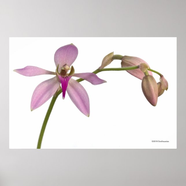 Lavendel Lila Orchid Poster (Vorne)