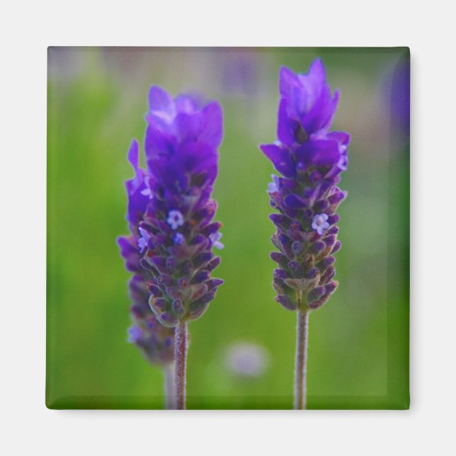 Lavendel Magnet (Vorne)
