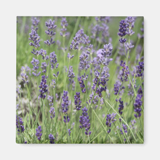 Lavendel Magnet