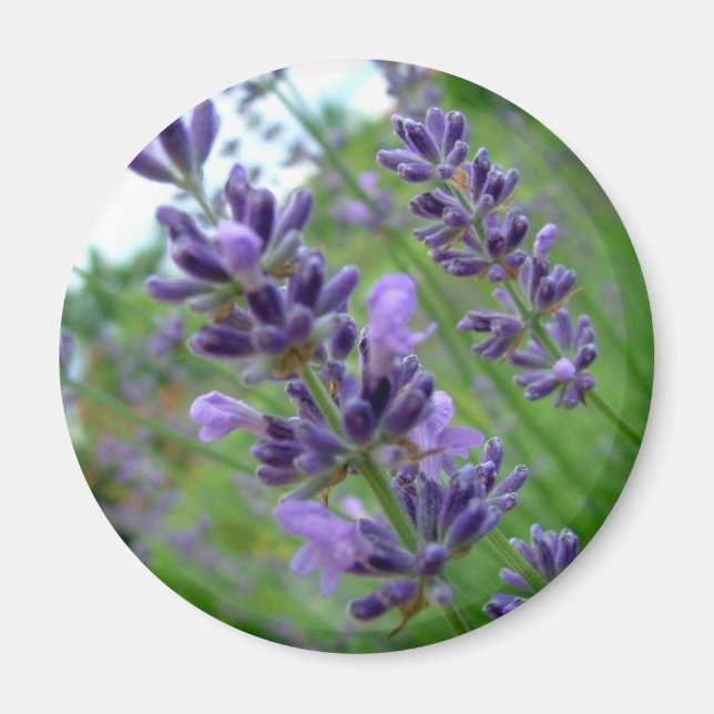 Lavendel Magnet (Vorne)