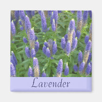 Lavendel
