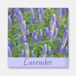 Lavendel Magnet