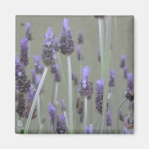 Lavendel Magnet