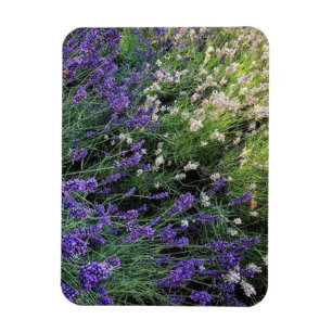 Lavendel Magnet