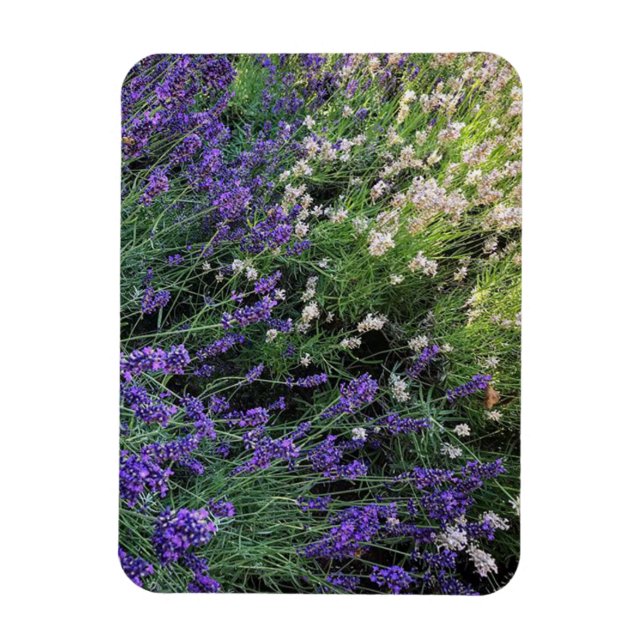 Lavendel Magnet (Vertikal)