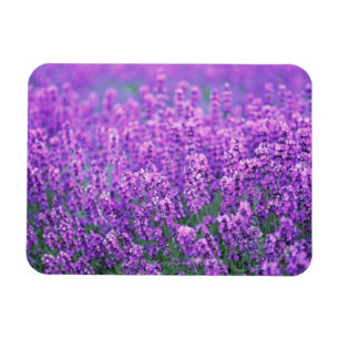 Lavendel Magnet
