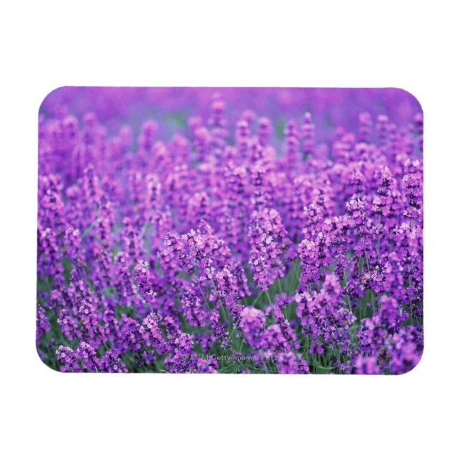 Lavendel Magnet (Horizontal)