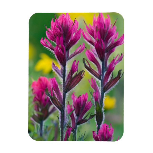 Lavendel-Malerpinsel Magnet (Vertikal)