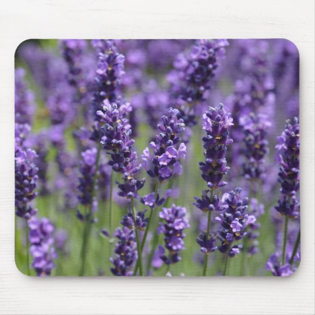 Lavendel-Mauspad Mousepad (Vorne)