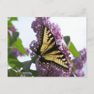 Lavendel Nachmittag Postkarte