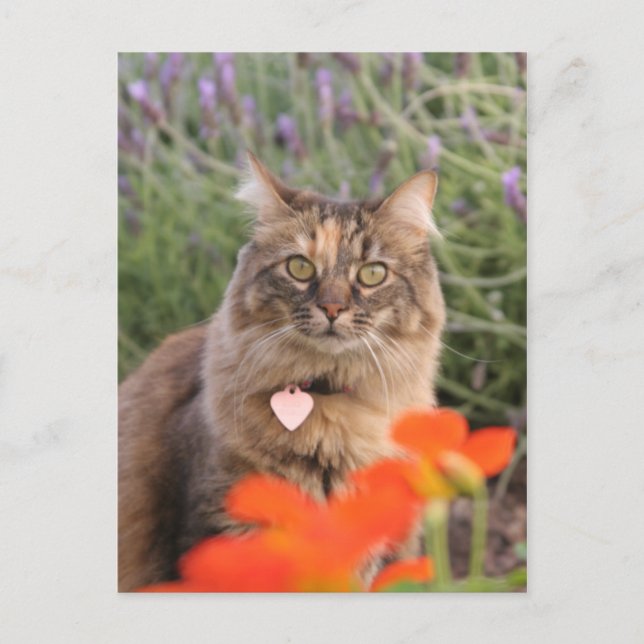 Lavendel, Nasturtium und eine Tortoiseshell Katze Postkarte (Vorderseite)