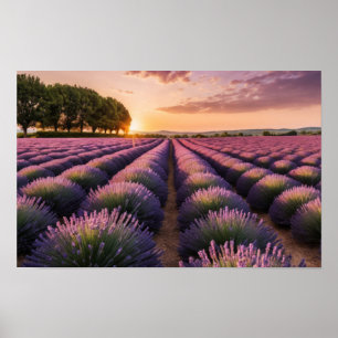 Lavendel Natur Außenwelt Landschaft Ruhe Friedlich Poster