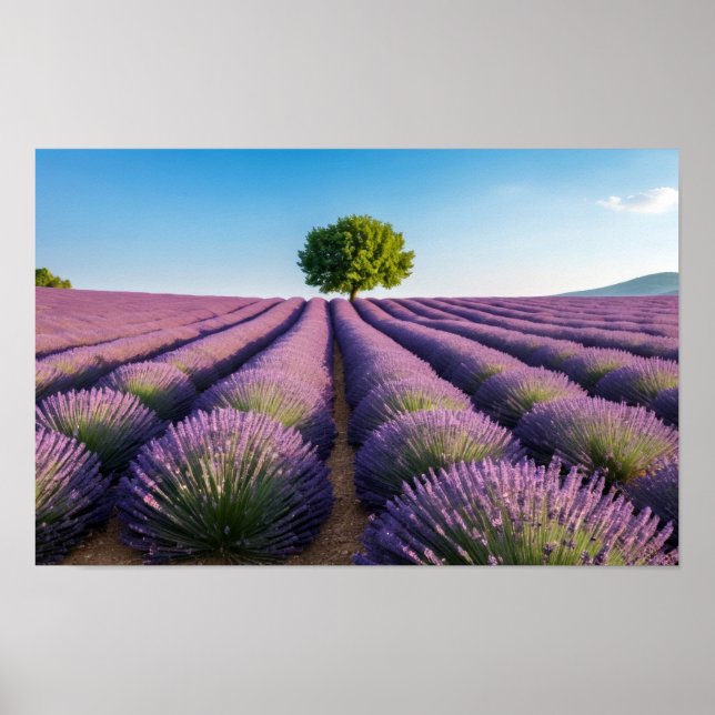 Lavendel Natur Außenwelt Landschaft Ruhe Friedlich Poster (Vorne)
