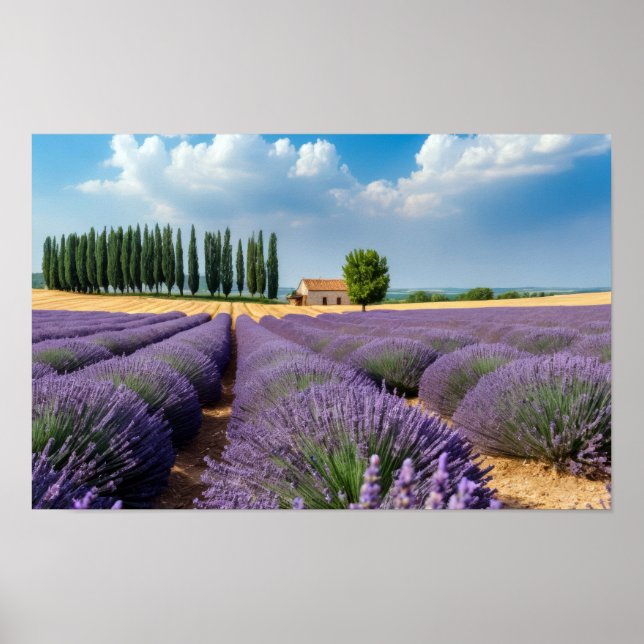 Lavendel Natur Außenwelt Landschaft Ruhe Friedlich Poster (Vorne)