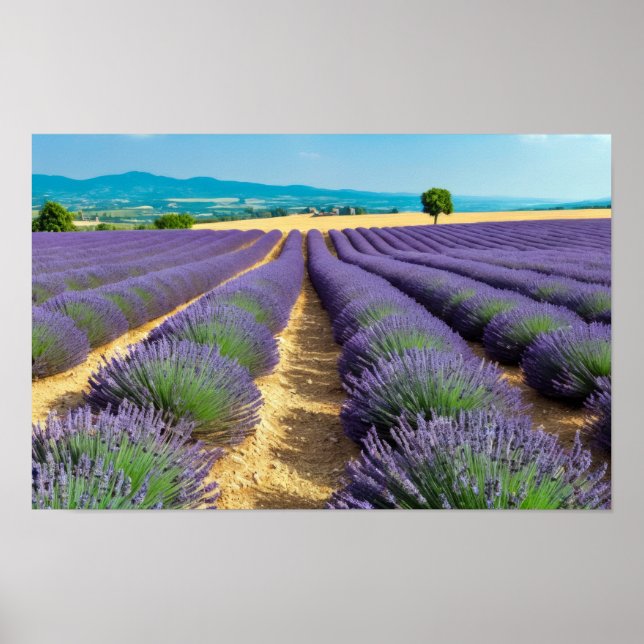 Lavendel Natur Außenwelt Landschaft Ruhe Friedlich Poster (Vorne)
