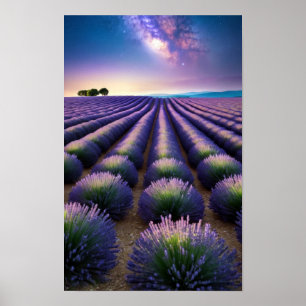 Lavendel Natur Außenwelt Landschaft Ruhe Friedlich Poster