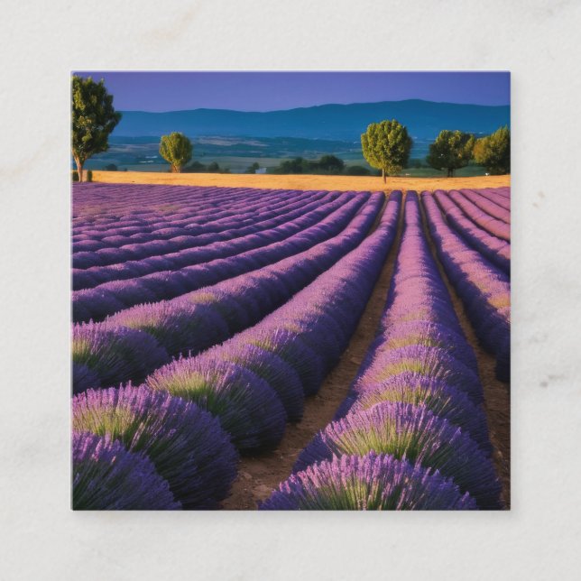 Lavendel Natur Außenwelt Landschaft Ruhe Friedlich Quadratische Visitenkarte (Vorderseite)