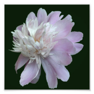 Lavendel Peony Blume in Blüte Nah bis 8x8 Fotodruck