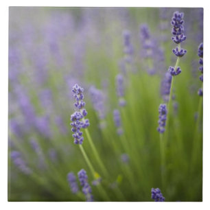 Lavendel-Pflanze 2 Fliese