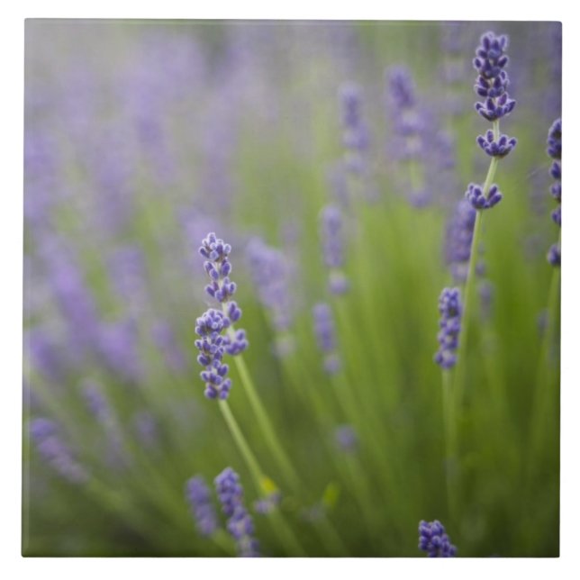 Lavendel-Pflanze 2 Fliese (Vorderseite)