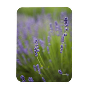 Lavendel Pflanze 2 Magnet