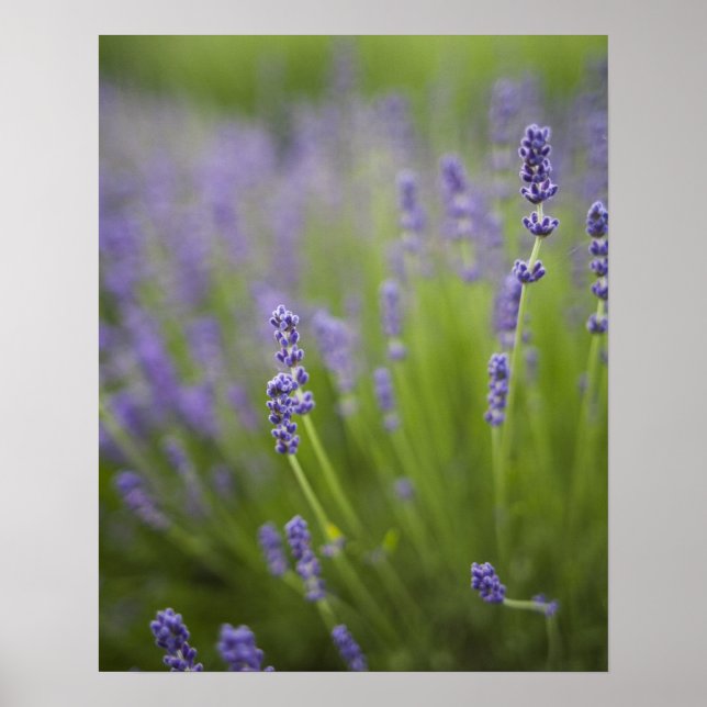 Lavendel Pflanze 2 Poster (Vorne)