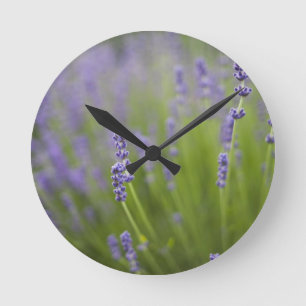 Lavendel-Pflanze 2 Runde Wanduhr