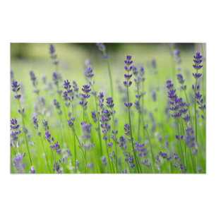 Lavendel Pflanze Blume Feld Natur nahe Details Fotodruck