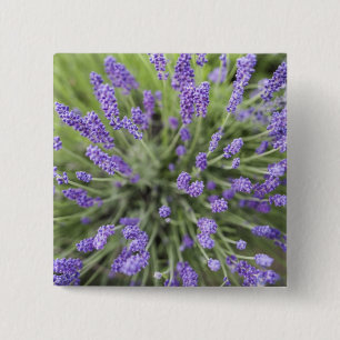 Lavendel-Pflanze Button