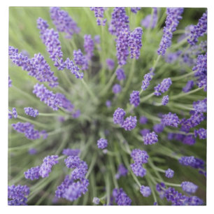 Lavendel-Pflanze Fliese