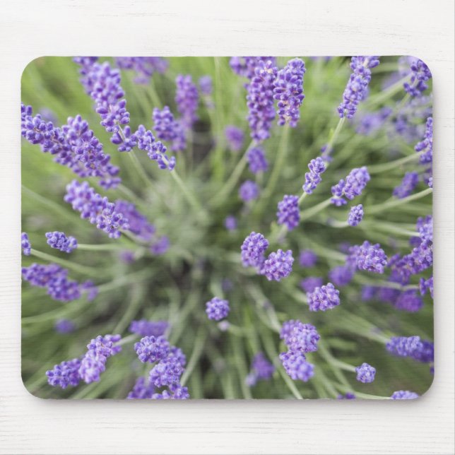 Lavendel-Pflanze Mousepad (Vorne)