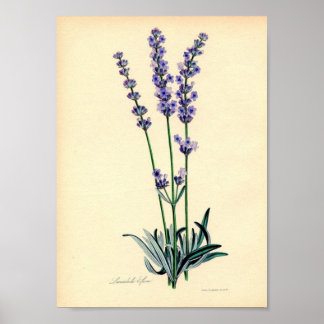 Lavendel Pflanze Poster