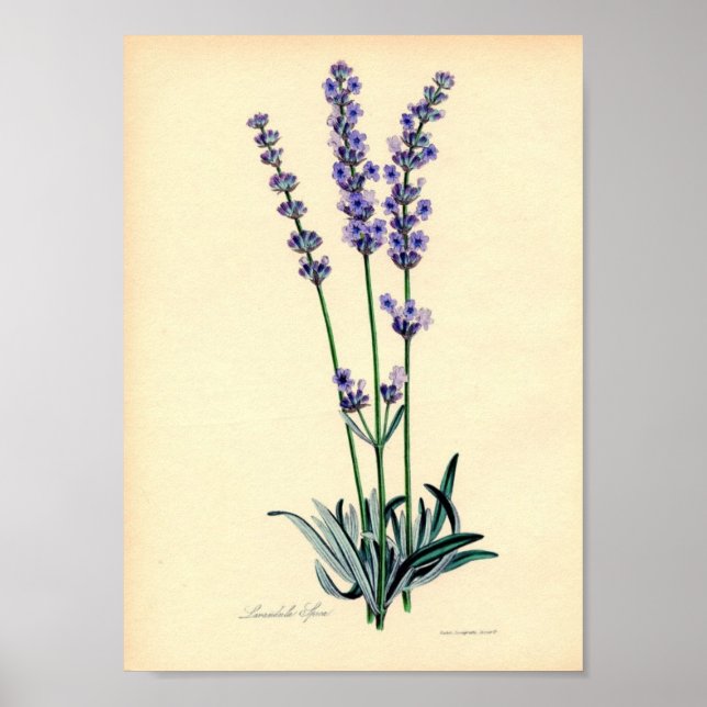 Lavendel Pflanze Poster (Vorne)