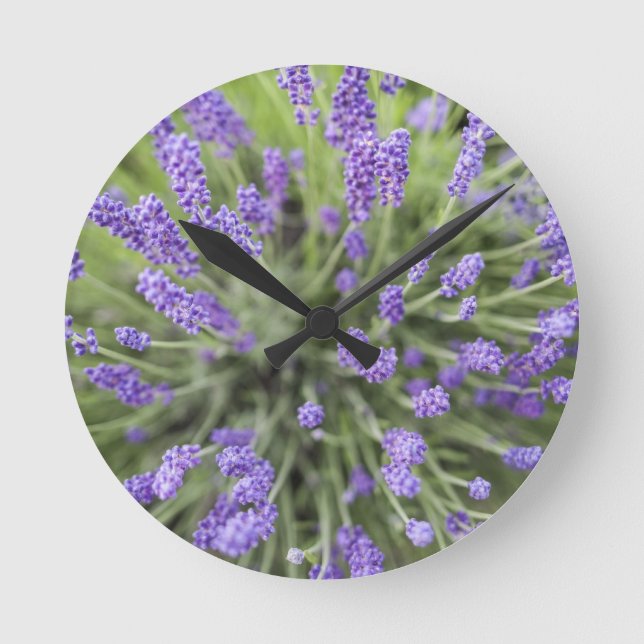 Lavendel-Pflanze Runde Wanduhr (Vorderseite)